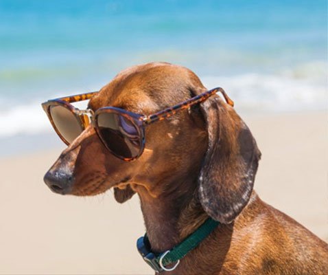 Vacaciones con tu mascota Апарт-отель magic tropical splash бенидорме Vacaciones con tu mascota Апарт-отель magic tropical splash бенидорме